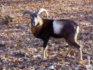 [392_1_300.jpg] muflon.jpg